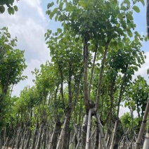 宫粉紫荆基地直销规格齐全欢迎老板来电咨询合作