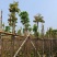 海南红豆基地直销规格齐全欢迎老板来电咨询合作