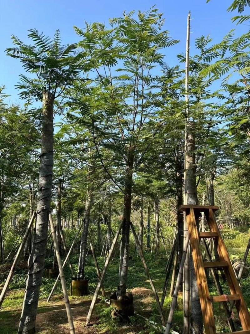 南洋楹基地直销规格齐全欢迎老板来电咨询合作