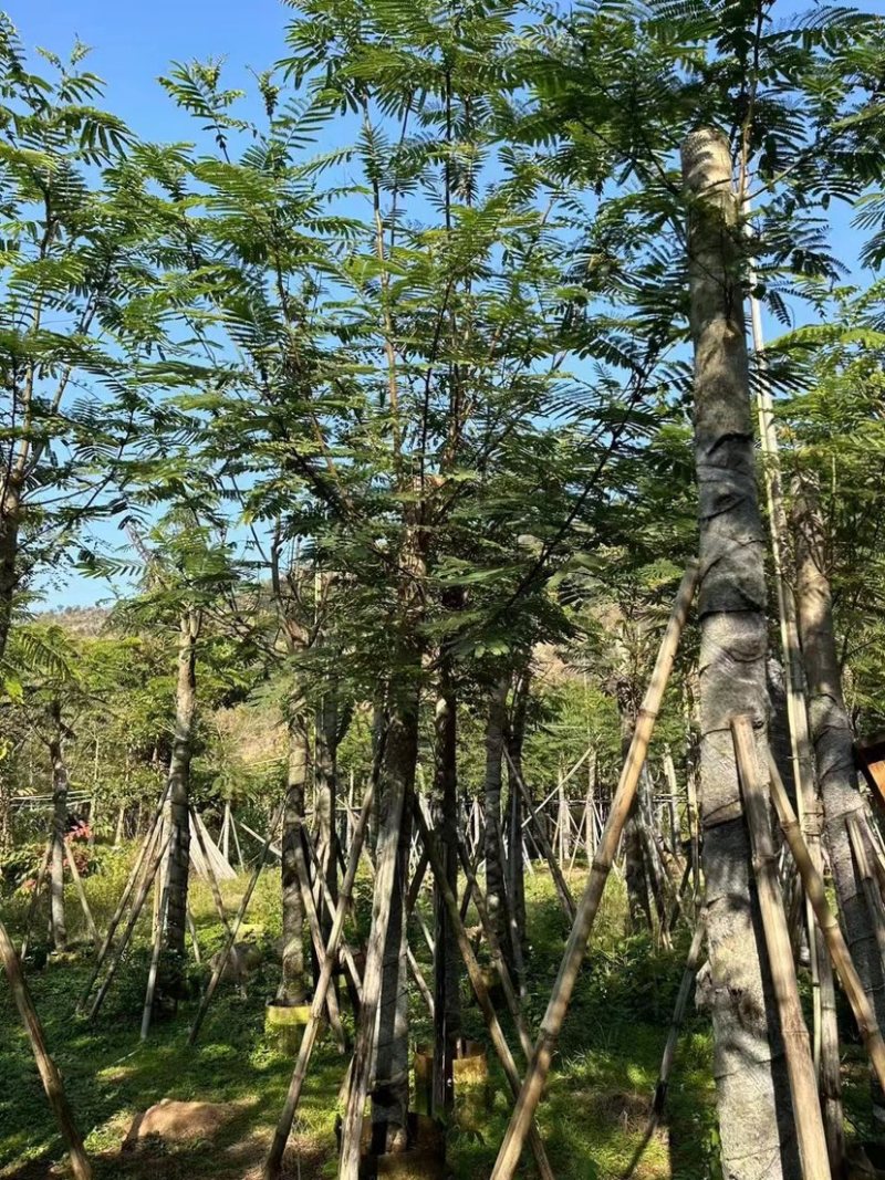 南洋楹基地直销规格齐全欢迎老板来电咨询合作