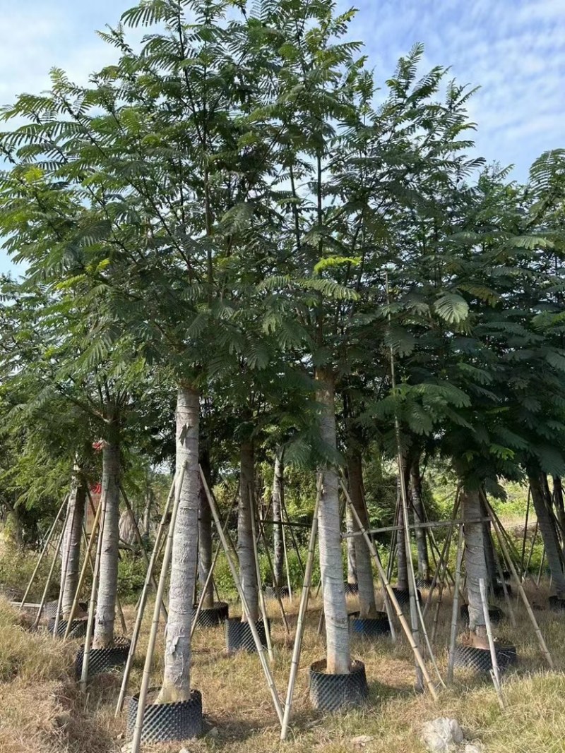 南洋楹基地直销规格齐全欢迎老板来电咨询合作
