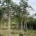 南洋楹基地直销规格齐全欢迎老板来电咨询合作