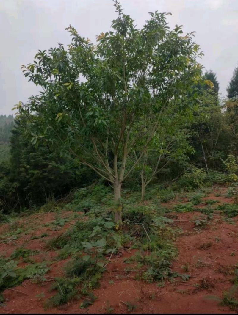黄葛树（大叶榕）基地直供市政行道绿化冠幅优美易存活