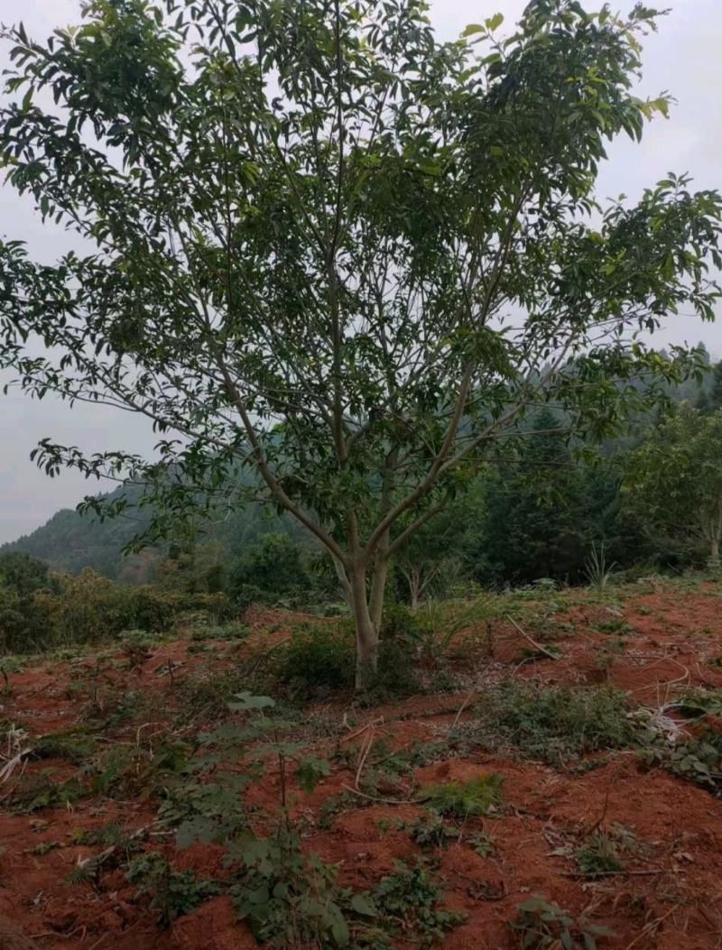 黄葛树（大叶榕）基地直供市政行道绿化冠幅优美易存活