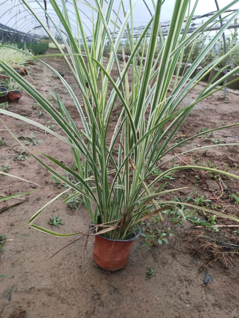 花叶芒，基地直销，常年销售各种绿化苗木。