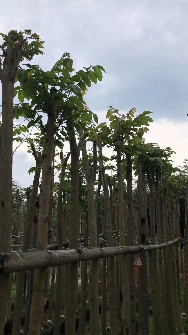 火焰木基地直销规格齐全欢迎老板来电咨询合作