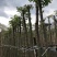 火焰木基地直销规格齐全欢迎老板来电咨询合作