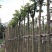 火焰木基地直销规格齐全欢迎老板来电咨询合作