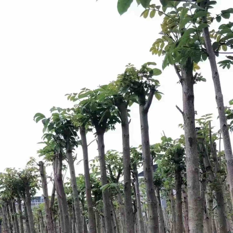 火焰木基地直销规格齐全欢迎老板来电咨询合作