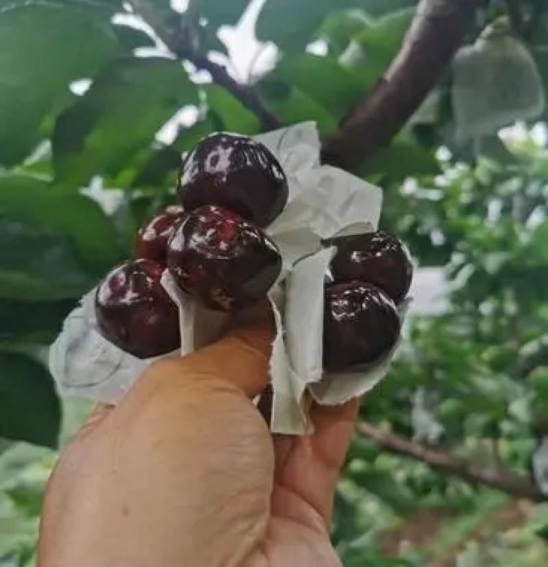 产地一手货源，车厘子批发，一件代发量大从优，请联系，，，