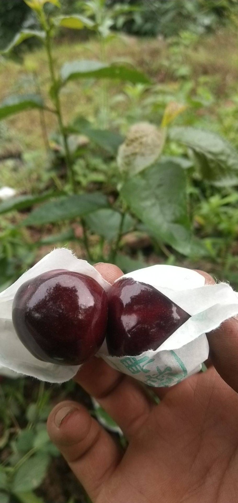 产地一手货源，车厘子批发，一件代发量大从优，请联系，，，
