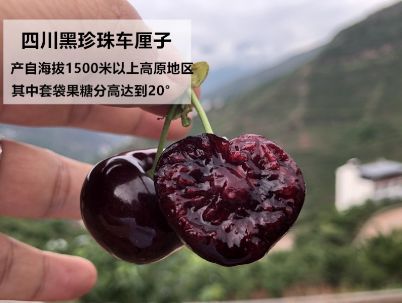产地一手货源，车厘子批发，一件代发量大从优，请联系，，，