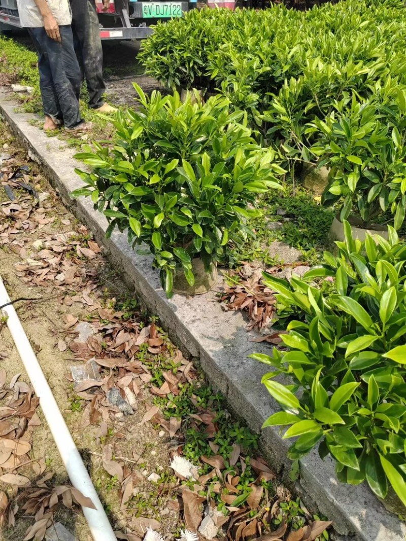 非洲茉莉布袋苗基地直销规格齐全欢迎老板来电咨询合作