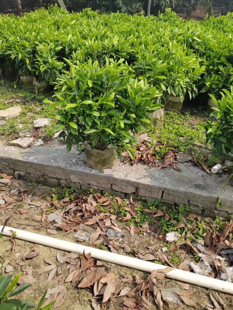 非洲茉莉布袋苗基地直销规格齐全欢迎老板来电咨询合作