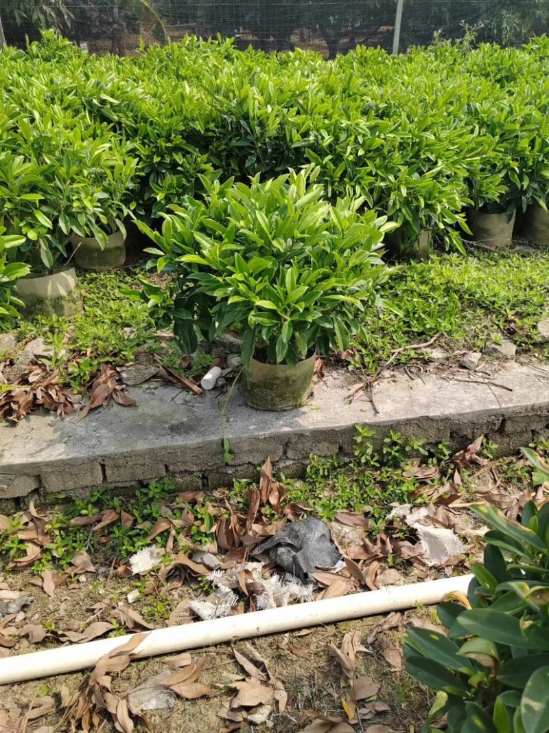 非洲茉莉布袋苗基地直销规格齐全欢迎老板来电咨询合作