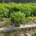 非洲茉莉布袋苗基地直销规格齐全欢迎老板来电咨询合作