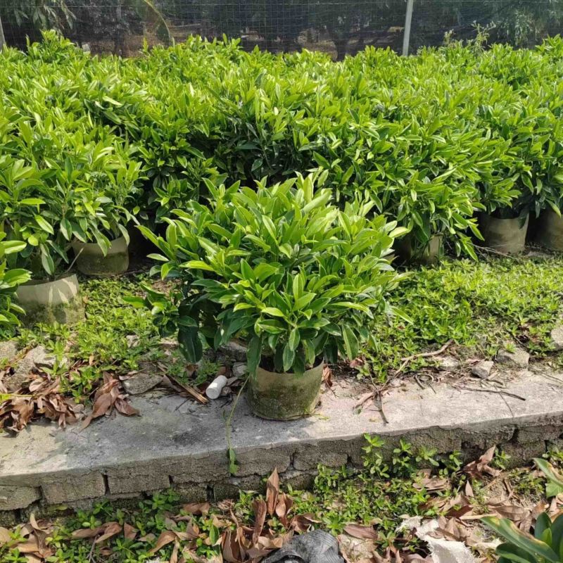 非洲茉莉布袋苗基地直销规格齐全欢迎老板来电咨询合作