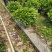 非洲茉莉布袋苗基地直销规格齐全欢迎老板来电咨询合作