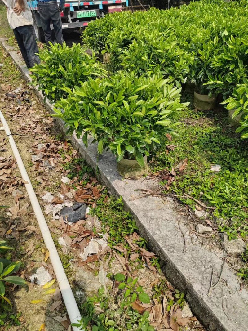 非洲茉莉布袋苗基地直销规格齐全欢迎老板来电咨询合作