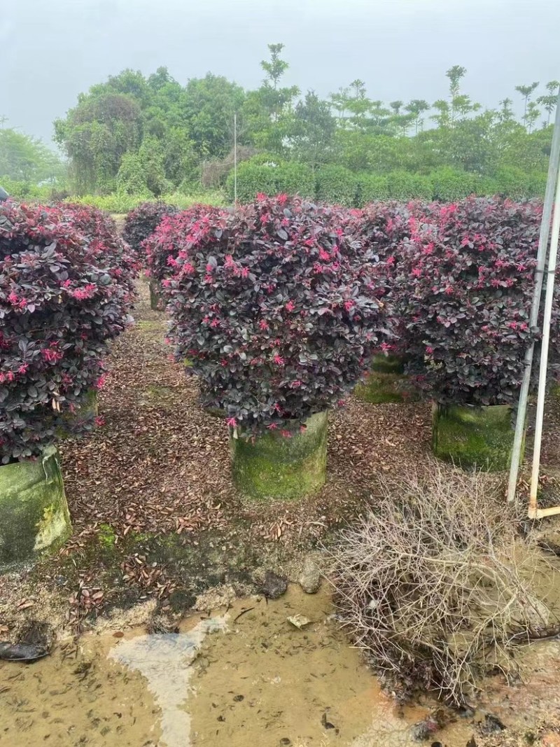 红花继木球基地直销规格齐全欢迎老板来电咨询合作