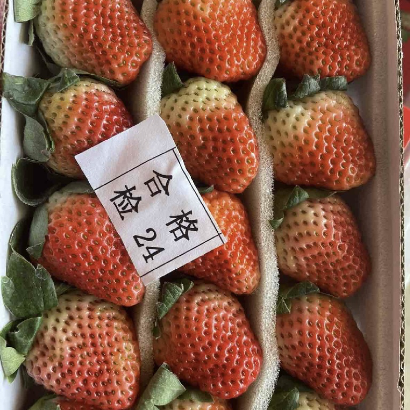 云南蒙特瑞草莓