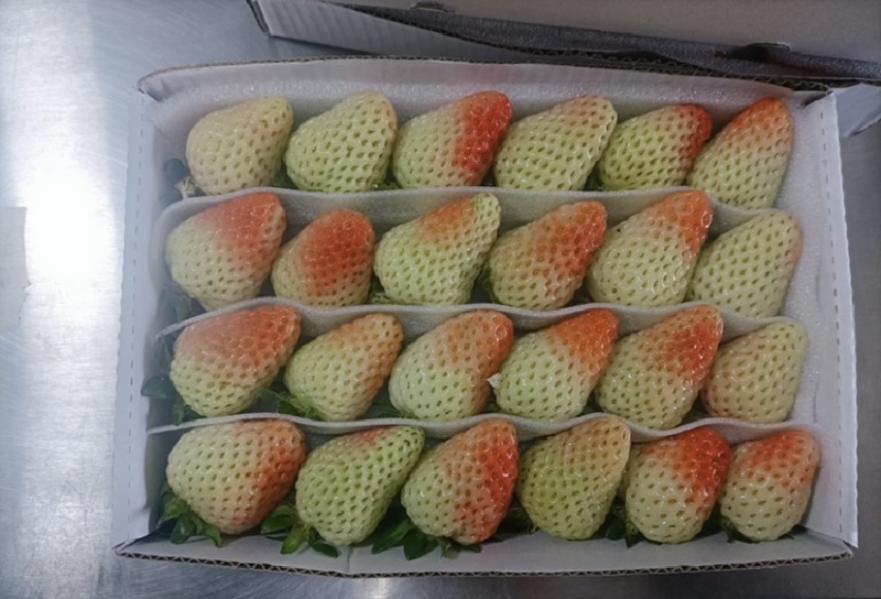 云南蒙特瑞草莓