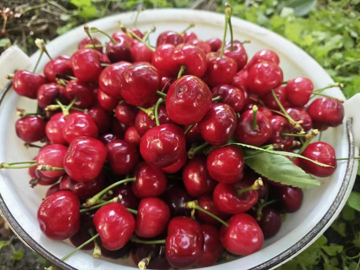 一家人享用冰冻青提