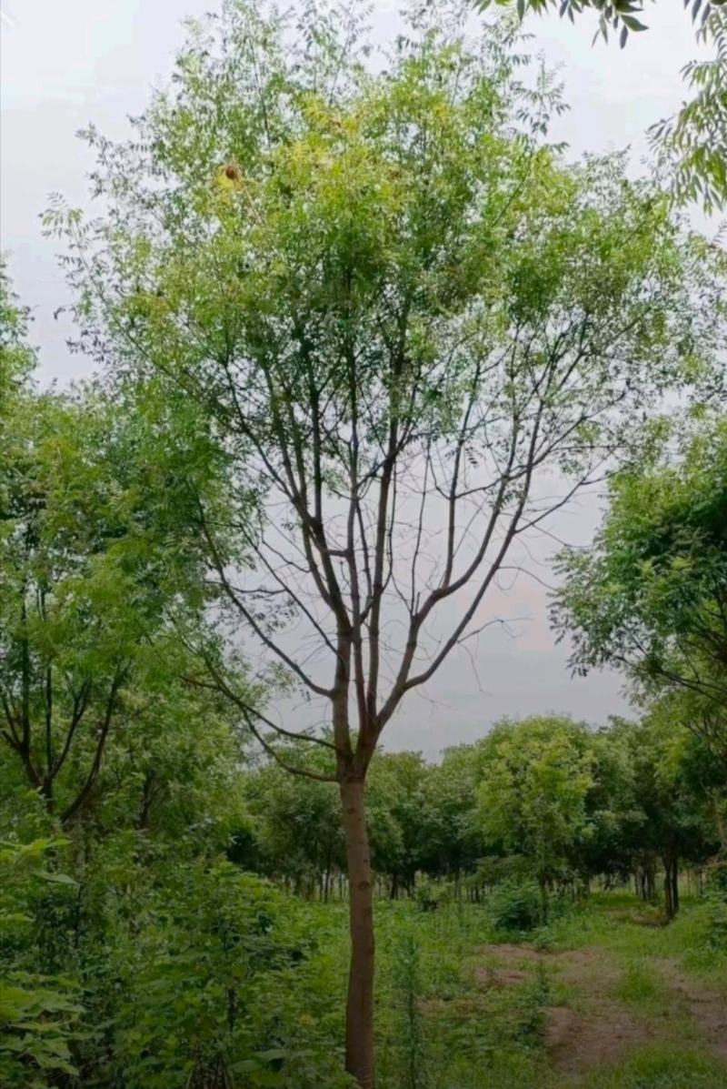 出售黄连木米径15公分基地出售价格实惠带土球发货