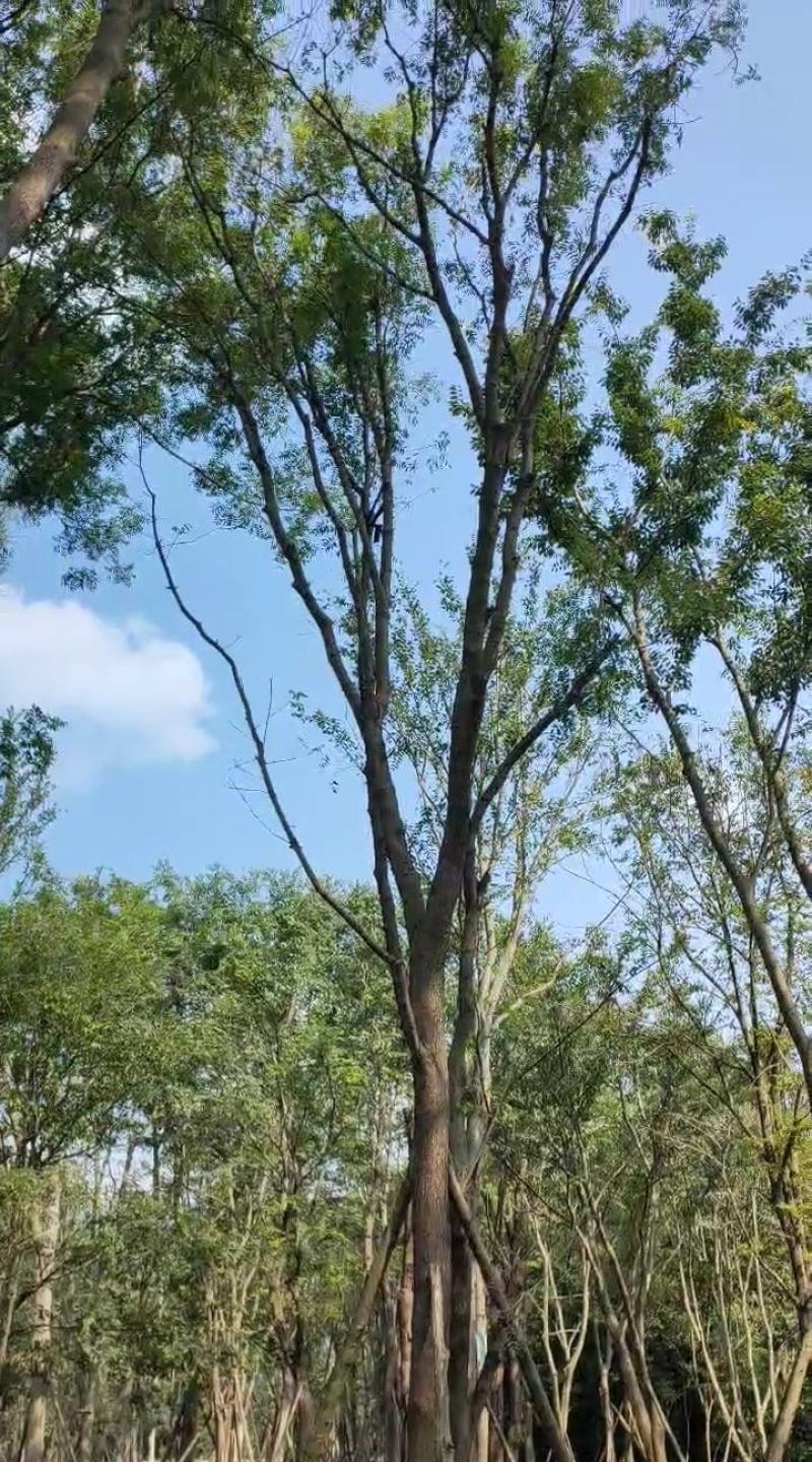出售黄连木米径15公分基地出售价格实惠带土球发货