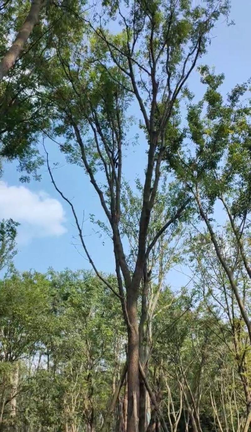 出售黄连木米径15公分基地出售价格实惠带土球发货