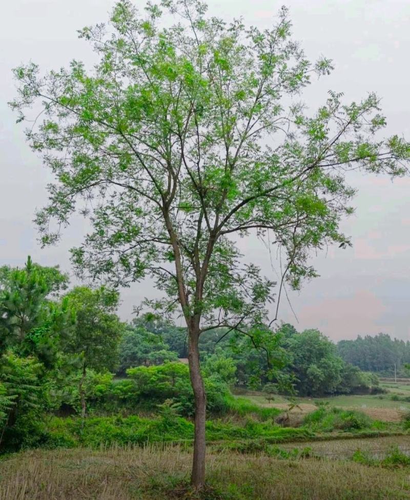 出售黄连木米径15公分基地出售价格实惠带土球发货