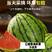 潍坊2k小糖丸西瓜，地头新鲜采摘发货的，发全国糖度13+