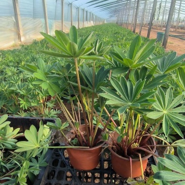鲁冰花羽扇豆羽山豆常年销售各种绿化苗木。