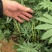 鲁冰花羽扇豆羽山豆常年销售各种绿化苗木。