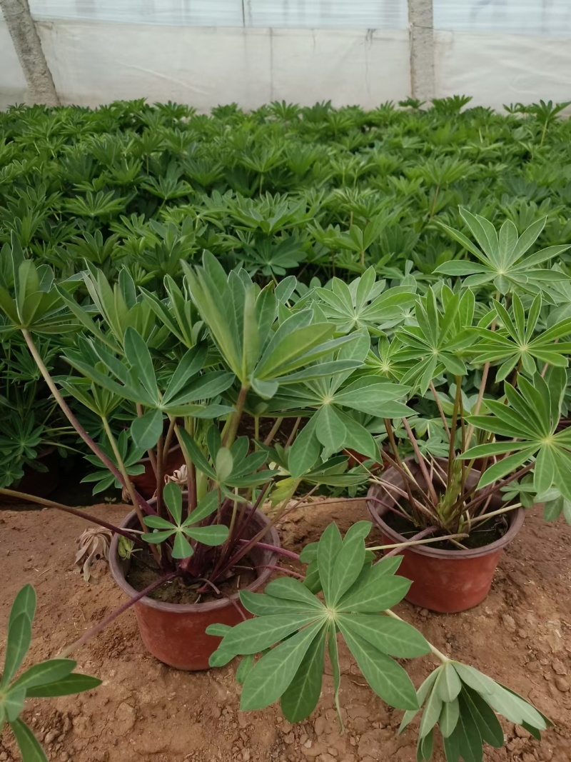 鲁冰花羽扇豆羽山豆常年销售各种绿化苗木。