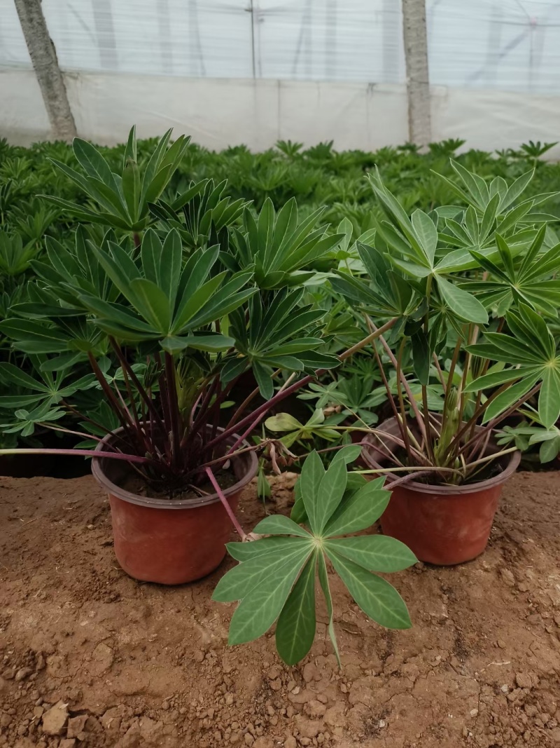 鲁冰花羽扇豆羽山豆常年销售各种绿化苗木。