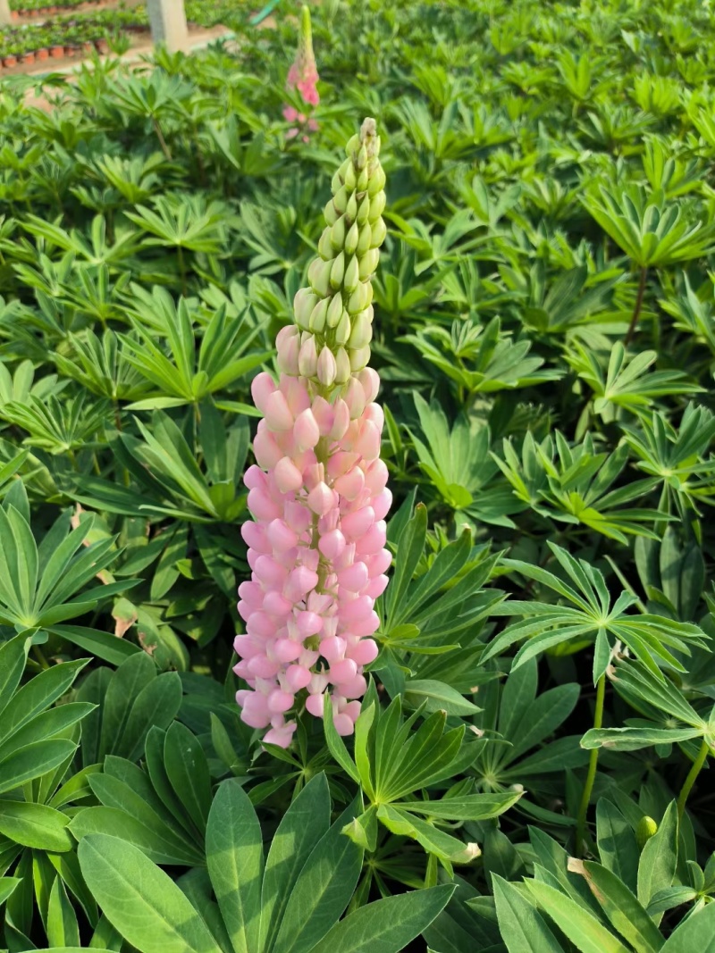 鲁冰花羽扇豆羽山豆常年销售各种绿化苗木。