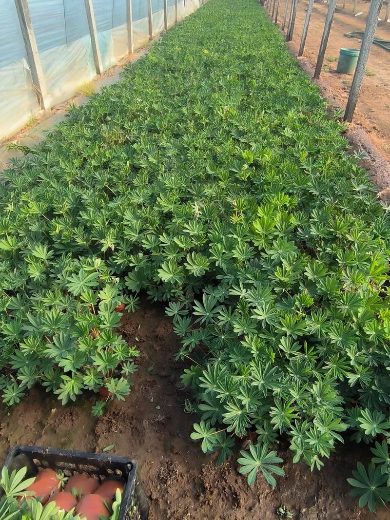 鲁冰花羽扇豆羽山豆常年销售各种绿化苗木。
