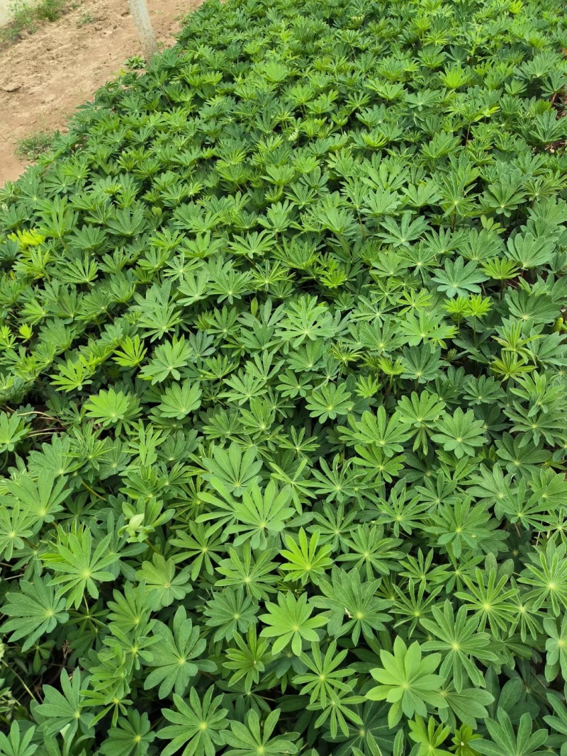 鲁冰花羽扇豆羽山豆常年销售各种绿化苗木。