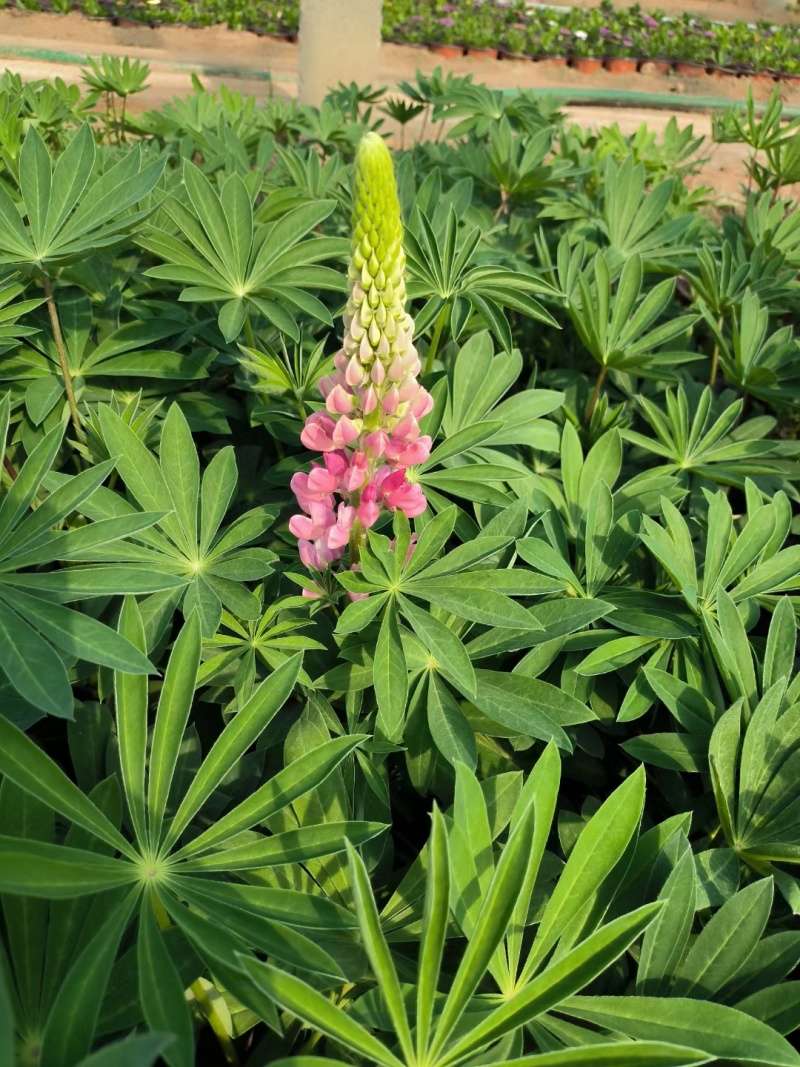 鲁冰花羽扇豆羽山豆常年销售各种绿化苗木。