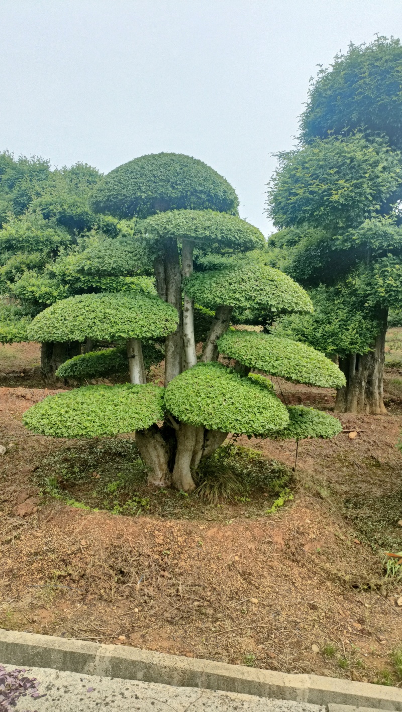 对节白蜡精品货可视频看货随时电话沟通诚信经营