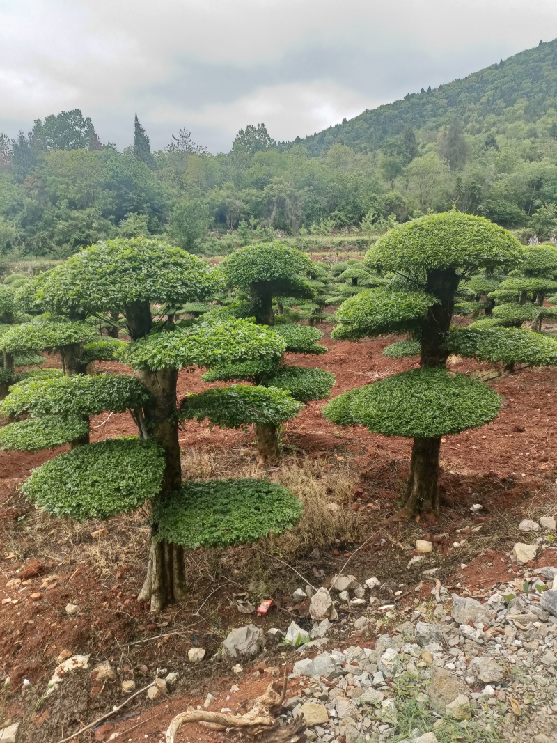 对节白蜡精品货可视频看货随时电话沟通诚信经营