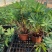 羽扇豆鲁冰花羽山豆常年销售各种绿化苗木。