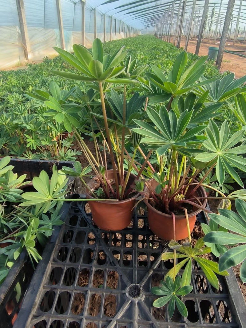 羽扇豆鲁冰花羽山豆常年销售各种绿化苗木。