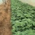 羽扇豆鲁冰花羽山豆常年销售各种绿化苗木。