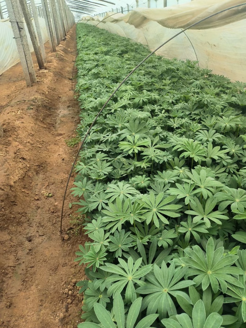 羽扇豆鲁冰花羽山豆常年销售各种绿化苗木。