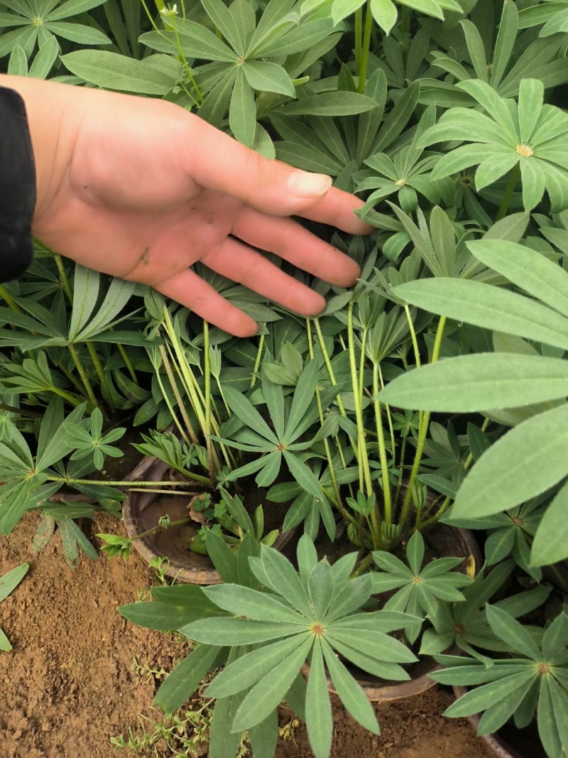 羽扇豆鲁冰花羽山豆常年销售各种绿化苗木。