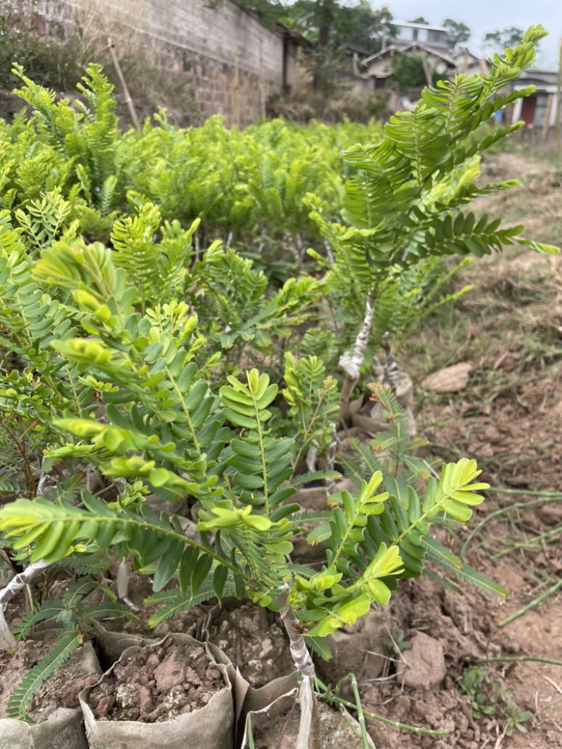 余甘子苗甜橄榄苗袋装嫁接苗地径0.8以上甜橄榄柿饼甜橄榄