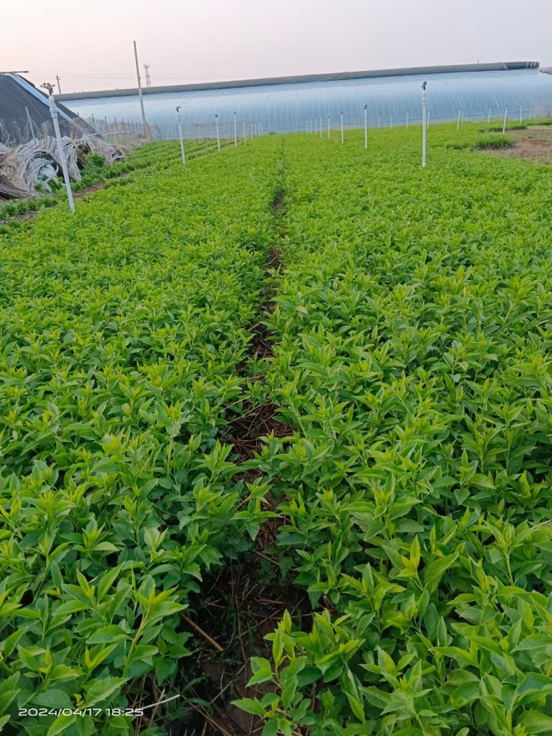 大叶扶芳扶芳藤常年销售各种绿化苗