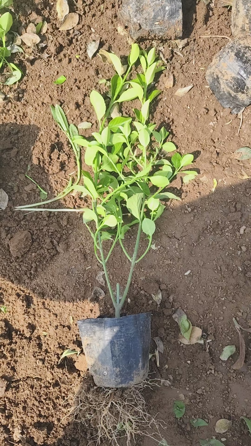 大叶扶芳扶芳藤常年销售各种绿化苗